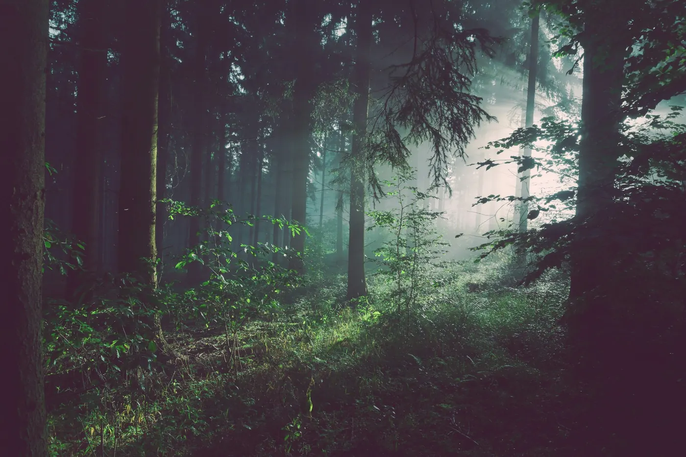 Misty mature forest canopy with soft filtered light
