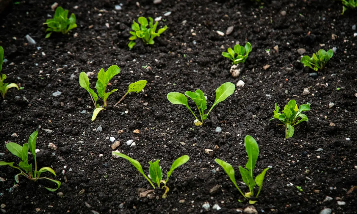 Young green seedlings growing in dark fertile soil