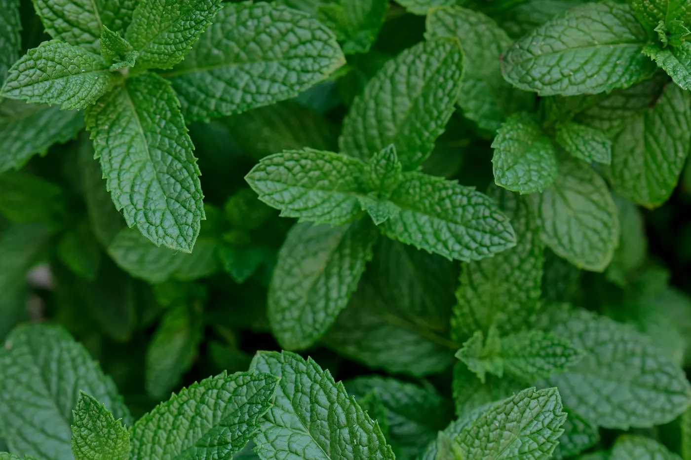 Close-up of fresh green mint leaves — yerbabuena, the plant behind the name