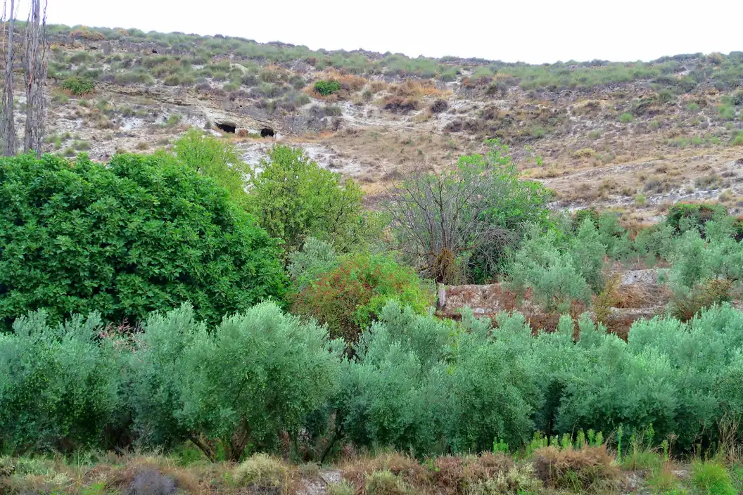 Olive grove on a Mediterranean hillside under soft light