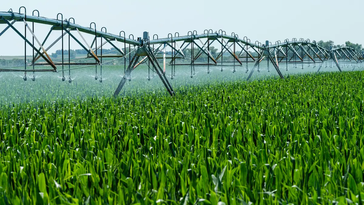 Irrigation system watering a green crop field